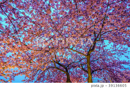 Night scene of cherry blossom 39136605