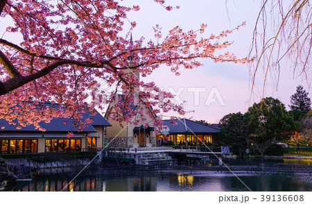Night scene of cherry blossom Night scene of cherry blossom 39136608