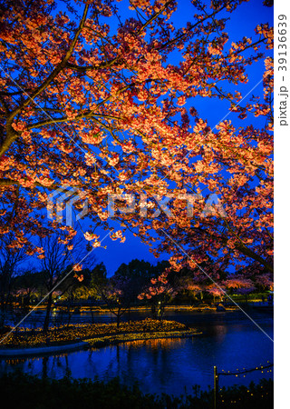 Night scene of cherry blossom Night scene of cherry blossom 39136639