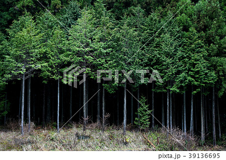 杉林 39136695
