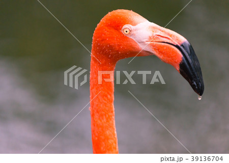 ベニイロフラミンゴ 39136704