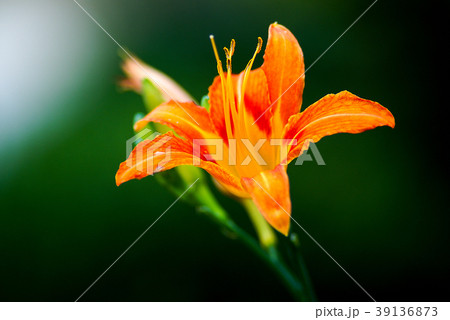 野生の花 野生の花 39136873