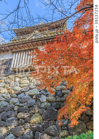 秋の丸岡城の天守の風景 39137258