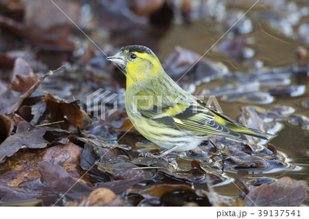 Eurasian siskin (Spinus spinus) 39137541