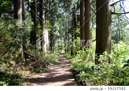 箱根旧街道杉並木 箱根旧街道杉並木 39137582