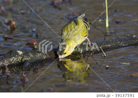 Eurasian siskin (Spinus spinus) 39137591