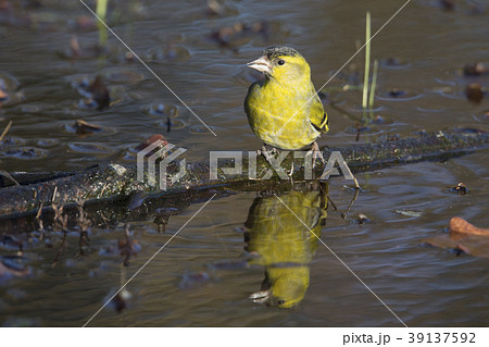 Eurasian siskin (Spinus spinus) 39137592