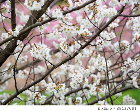 満開のサクランボの花の写真素材