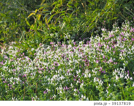 群生する白花ホトケノザ 39137819