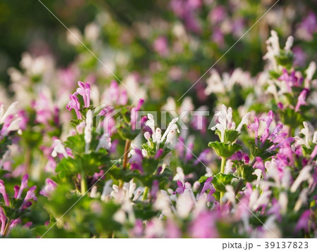群生する白花ホトケノザ 群生する白花ホトケノザ 39137823