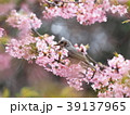 ヒヨドリとカワヅザクラ 39137965