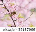 サクラとメジロ 39137966