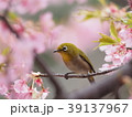 サクラとメジロ 39137967