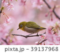 サクラとメジロ 39137968