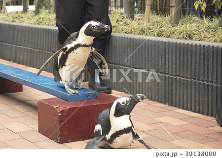 ペンギンショー ペンギンショー 39138000