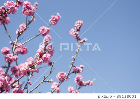 桃の花 桃の花 39138001