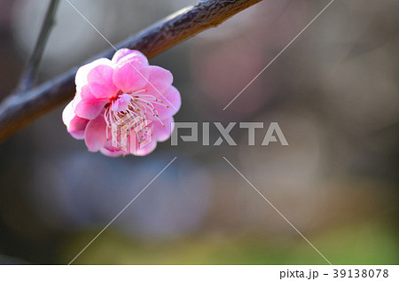 梅の花 梅の花 39138078