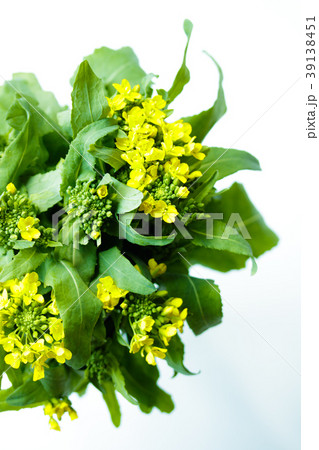 かぶのとう 39138451