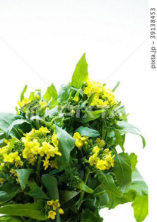 かぶのとう かぶのとう 39138453