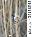 エナガ 39138548