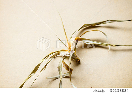 背景素材・古いボール紙の上の枯れた植物 背景素材・古いボール紙の上の枯れた植物 39138884