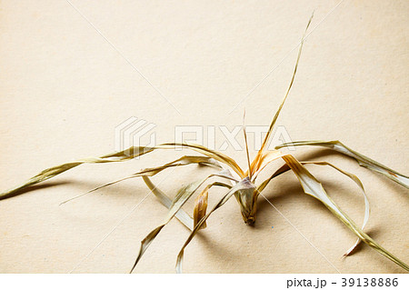 背景素材・古いボール紙の上の枯れた植物 39138886