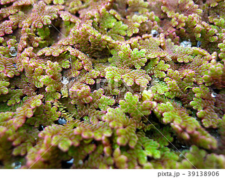 浮き草　アゾラ 39138906