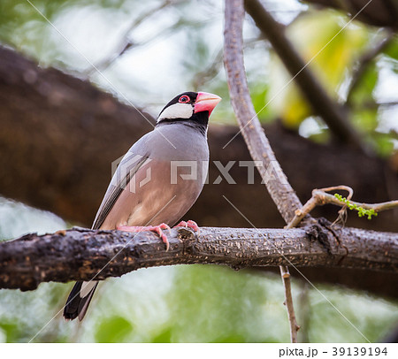Java sparrow ( Lonchura oryzivora) on tree. Java sparrow ( Lonchura oryzivora) on tree. 39139194