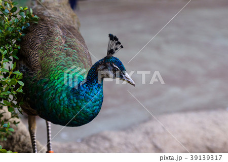 孔雀 くじゃく イメージ 孔雀 くじゃく イメージ 39139317
