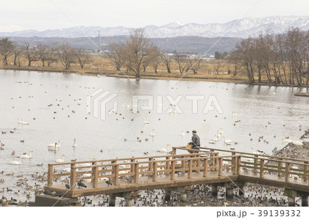 冬の瓢湖 冬の瓢湖 39139332