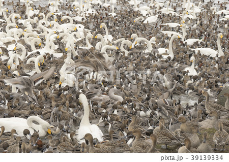 冬の瓢湖 冬の瓢湖 39139334