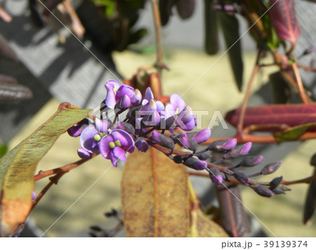 この紫色の花のつる性植物はハーデンベルギアの写真素材