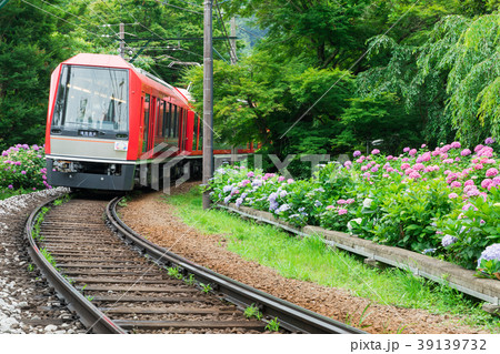 アジサイ咲く箱根登山鉄道 39139732