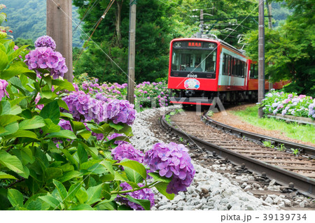 アジサイ咲く箱根登山鉄道 39139734