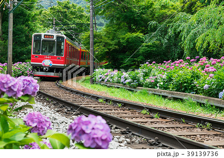 アジサイ咲く箱根登山鉄道 39139736