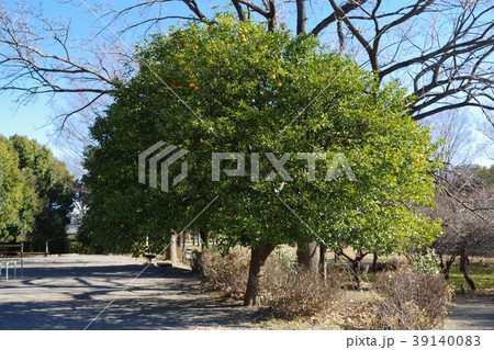 越谷梅林公園 越谷梅林公園 39140083