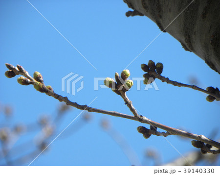 ソメイヨシノよりほんの少し遅く咲き始めるオオシマザクラの蕾 39140330