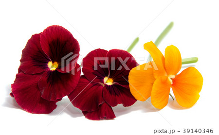 Beautiful daisy flowers isolated on  white  39140346