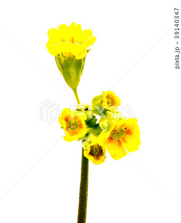 Beautiful daisy flowers isolated on background Beautiful daisy flowers isolated on background 39140347