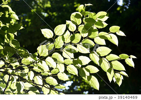 木漏れ日の青葉 木漏れ日の青葉 39140469