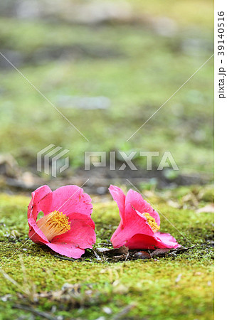地面の落ちた椿の花の写真素材