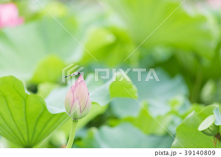 ハスにとまるトンボ 39140809