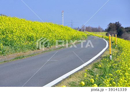 菜の花に囲まれた道 39141339