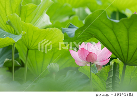 夏_蓮（ハス）のイメージ 39141382