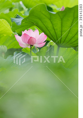 夏_蓮（ハス）のイメージ 39141383