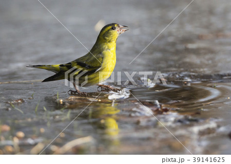 Eurasian siskin (Spinus spinus) 39141625