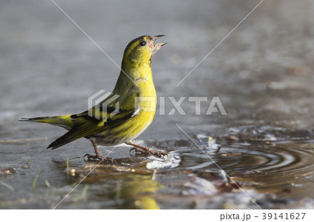 Eurasian siskin (Spinus spinus) 39141627