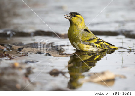 Eurasian siskin (Spinus spinus) 39141631