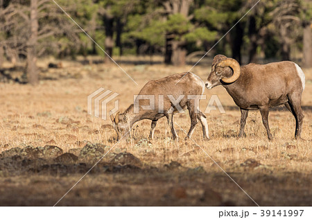 Bighorn Sheep in Rut 39141997