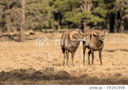 Bighorn Sheep in Rut Bighorn Sheep in Rut 39141998